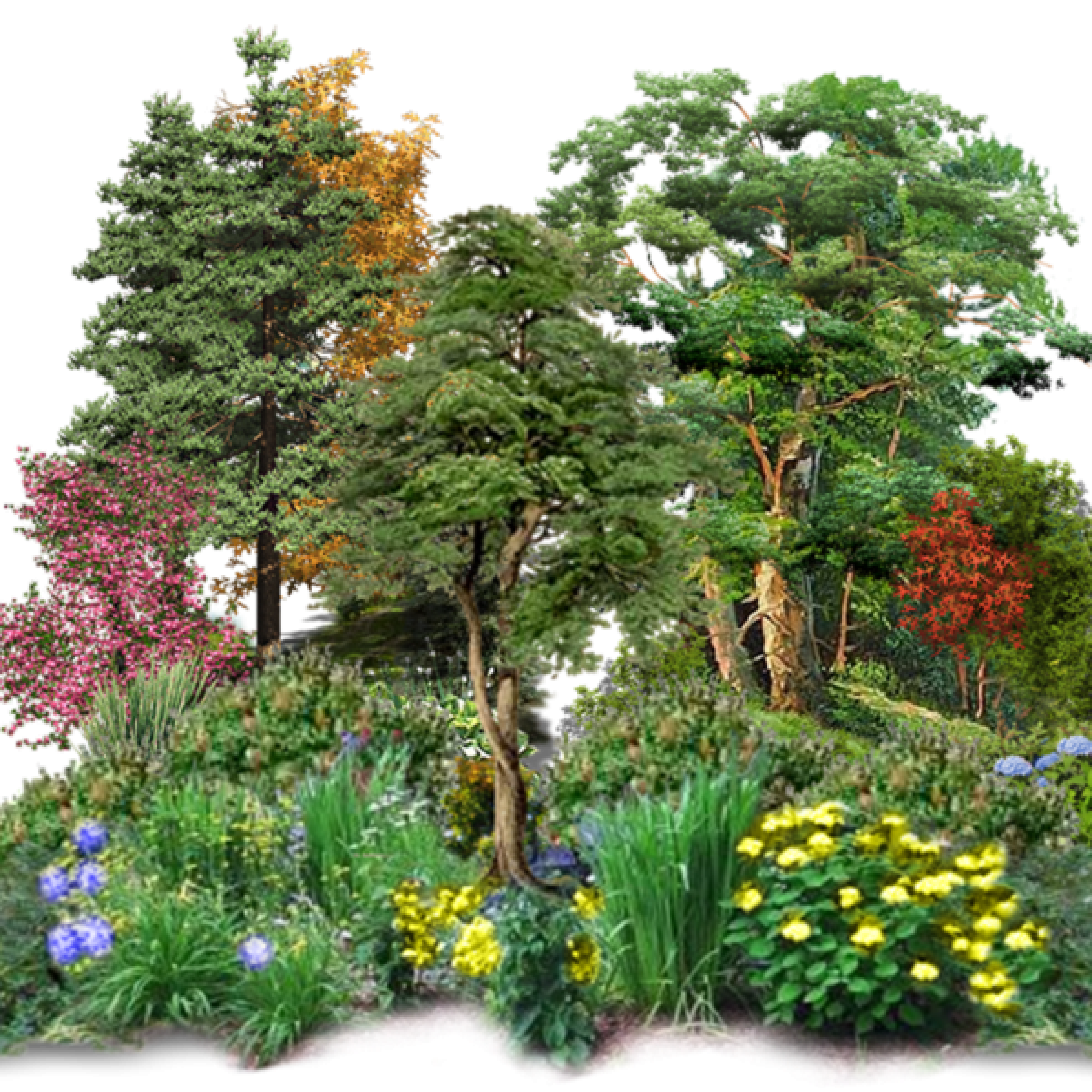 kisspng-tree-green-forest-shrub-floresta-encantada-5b2f3d239daf70.2461123015298224996459